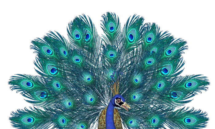 psy peacock